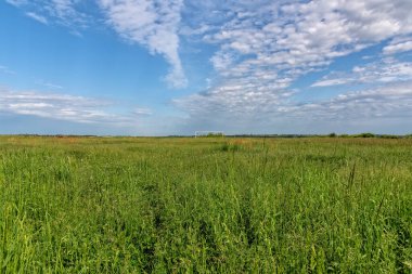 Terk edilmiş futbol sahası. Futbol sahasında çimenler ve kır çiçekleri..