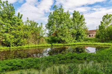 Doğanın estetiği. Su yolundaki fazla büyümüş çimenler. Temizlenmemiş nehir yatağı.