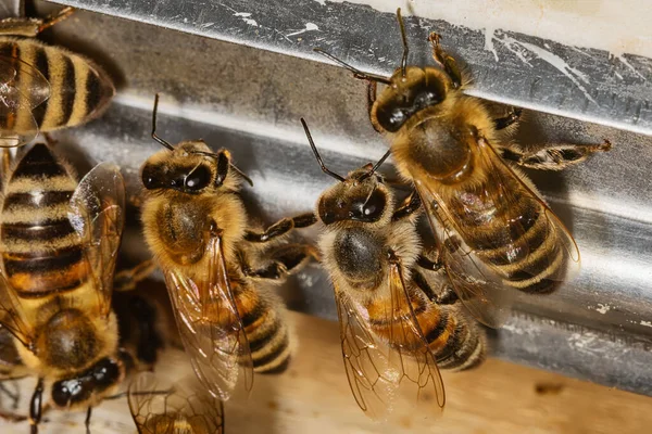 蜂房门口有一串蜜蜂 — 图库照片