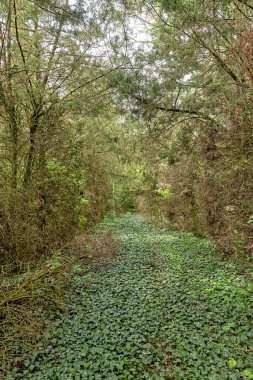Soylu Gombos ailesinin yazlık evinin doğal kapısı zamanın tahribatına bırakıldı. 20. yüzyılın başında inşa edildi.