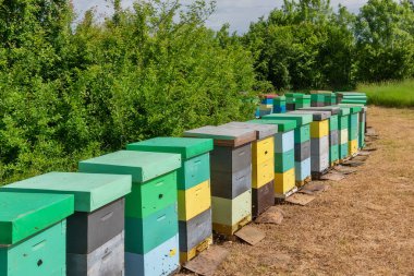 Güneşli bir günde etrafı ağaçlarla çevrili arı kovanları. Arılar için sıra sıra tahta arı kovanı. 