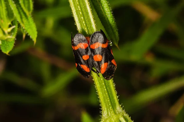 血吸虫属 Bug Cercopis Sanguinolenta 是血吸虫科 Cercopidae 中的一种 — 图库照片