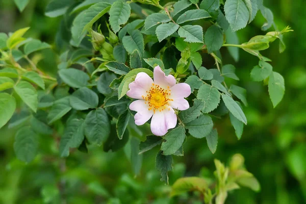 Ένα Άγριο Τριαντάφυλλο Άνθιση Όμορφα Αγριολούλουδα Στη Φύση — Φωτογραφία Αρχείου