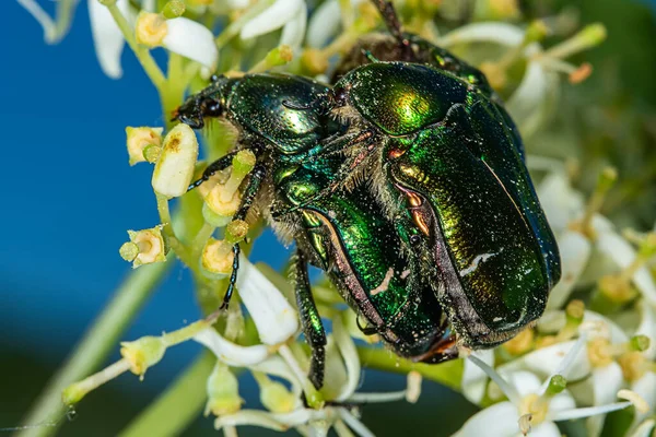 Çiftleşen böcekler. Rose Chafer (Cetonia aurata). Çiçekteki yeşil-altın böcek