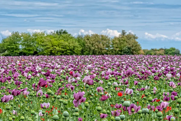 Yazın parlak kırmızı ve mor gelincik çiçekleri. Afyon haşhaş tarlası