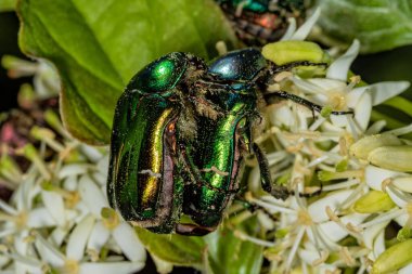 Çiftleşen böcekler. Rose Chafer (Cetonia aurata). Çiçekteki yeşil-altın böcek