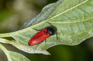 Ampedus Sanguineus doğada yaprak üzerinde
