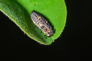 Yaprağın üzerinde oturan uğur böceği larvası. Uğur böceği, nam-ı diğer, Uğur Böceği (Coccinellidae) yaprak üzerindeki larva