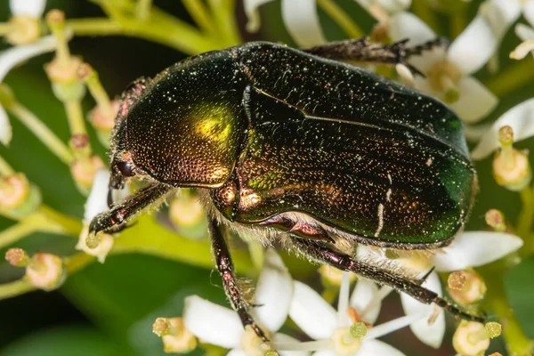 Tarte Rose Cetonia Aurata Coléoptère Vert Doré Sur Une Fleur — Photo