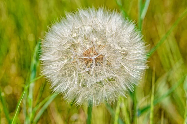 Grote Wilde Paardebloem Tragopogon Pratensis — Stockfoto