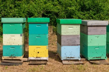 Güneşli bir günde etrafı ağaçlarla çevrili arı kovanları. Arılar için sıra sıra tahta arı kovanı. 