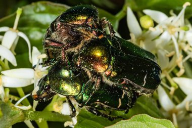 Çiftleşen böcekler. Rose Chafer (Lat. Cetonia aurata). Çiçekteki yeşil-altın böcek