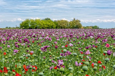 Yazın parlak kırmızı ve mor gelincik çiçekleri. Afyon haşhaş tarlası