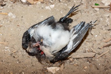 Ekolojik felaket. İnşaat alanında ölü bir kuş. Ölü başsız güvercin.