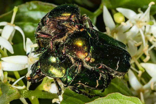 与甲虫交配 Rose Chafer Lat Cetonia Aurata 花朵上的绿色金黄色甲虫 — 图库照片