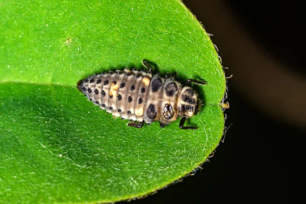 Ladybird larva sitting on a leaf. Ladybug, aka, Ladybird Beetle (Lat. Coccinellidae) larva on a leaf