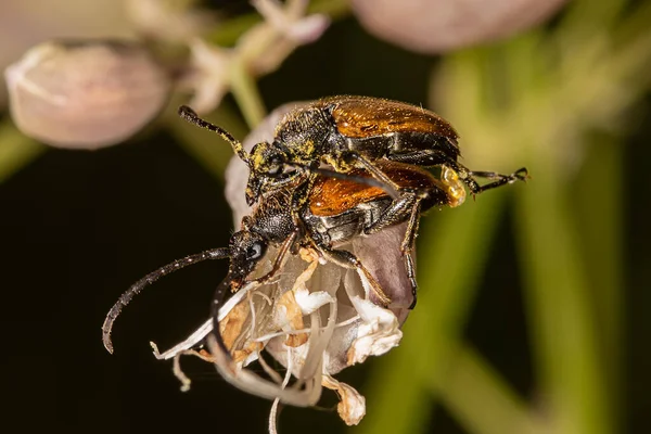 フェアリーリング長角甲虫であるシュードバドニア リビダ Pseudovadonia Livida オオムギ科の亜科レプチュライナエ属に属する花長角の甲虫種です 昆虫の交尾 — ストック写真