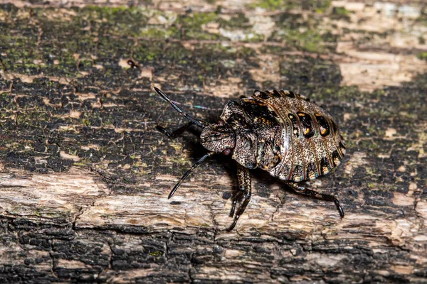 Stinkande Insekt Pinnen Brown Marmorated Stink Bugs Kommer Tillbaka Med — Stockfoto