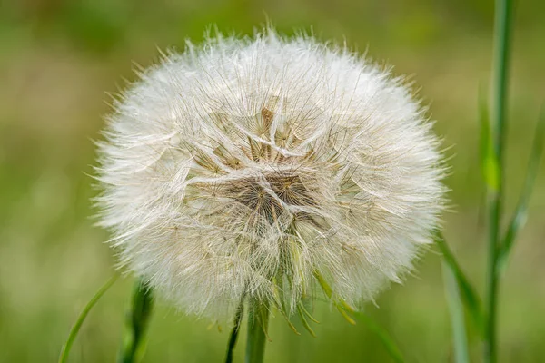 Grande Dente Leão Selvagem Tragopogon Pratensis — Fotografia de Stock