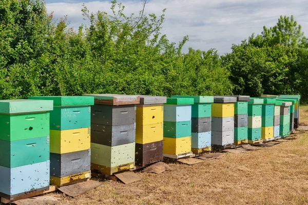 Včelí Úly Obklopený Stromy Slunečného Dne Řada Dřevěných Úlů Pro — Stock fotografie