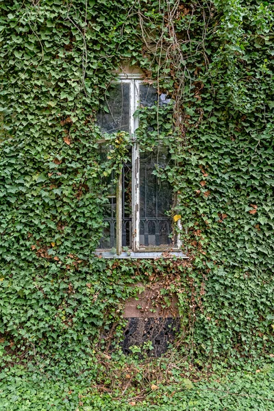 Ivy around the windows. Green plants are growing on building walls
