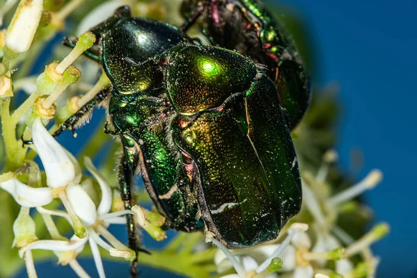 与甲虫交配 Rose Chafer Lat Cetonia Aurata 花朵上的绿色金黄色甲虫 — 图库照片