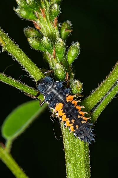 瓢虫幼虫坐在树叶上 Ladybug Aka Ladybird Beetle Lat 落叶松叶上的幼虫 — 图库照片