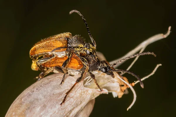 仙环龙甲虫 Pseudovadonia Livida 是一种仙环龙甲虫 Fairy Ring Longhorn Beetle 属于仙环龙甲虫科 Cerambycidae — 图库照片