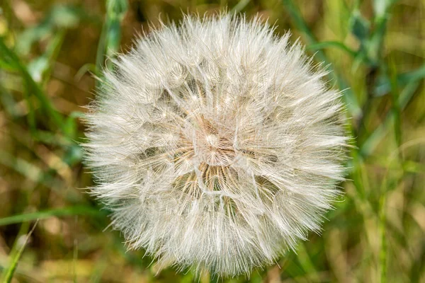 Large Wild Dandelion Lat Tragopogon Pratensis — Fotografia de Stock