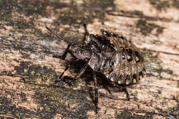 Stinkande Insekt Pinnen Brown Marmorated Stink Bugs Kommer Tillbaka Med — Stockfoto