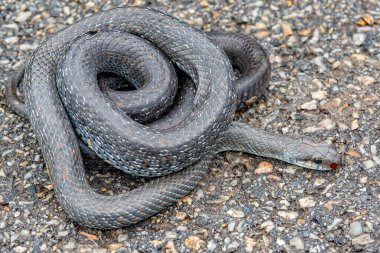 Asfaltta Aesculapian yılanı. Yollarda zehirli olmayan bir yılan..