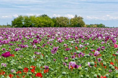Yazın parlak kırmızı ve mor gelincik çiçekleri. Afyon haşhaş tarlası
