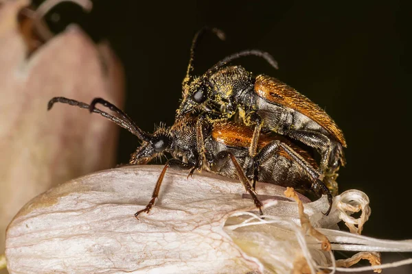 Pseudovadonia livida, the fairy-ring longhorn beetle, is a beetle species of flower longhorns belonging to the family Cerambycidae, subfamily Lepturinae. Mating insects