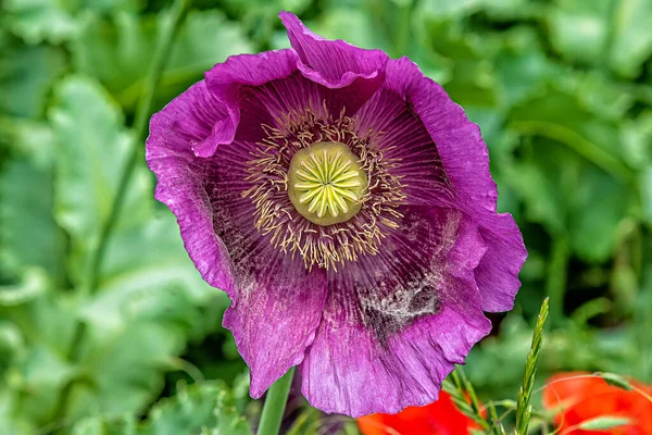 Fält Ljusa Röda Och Violetta Vallmo Blommor Sommaren Opiumvallmofält — Stockfoto