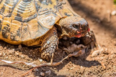 Kaplumbağa domatesi yer.