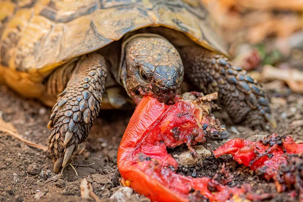 Die Schildkröte Frisst Die Tomate — Stockfoto