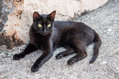 Beton duvardaki kara kedi kameraya bakıyor.