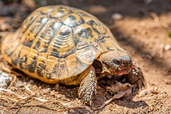 Turtle Eats Tomato — Stock Photo, Image