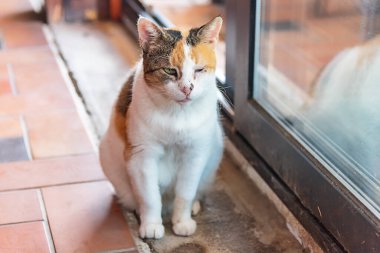 Üç Renkli Kedi. Şirin pofuduk kedi.. 