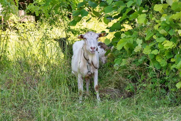 Beyaz keçi çimlerin üzerinde duruyor