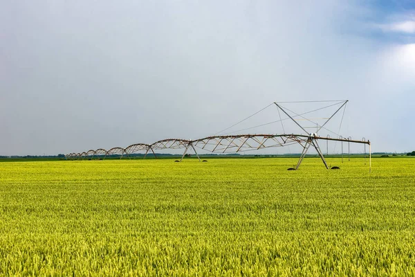 Irrigation system watering field. Agricultural irrigation of a field in dry countryside