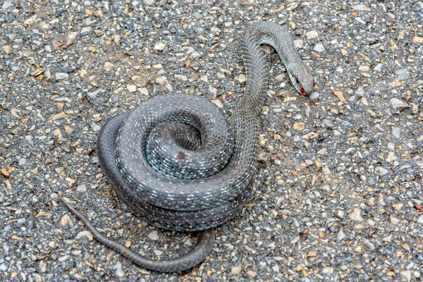 Asfaltta Aesculapian yılanı. Yollarda zehirli olmayan bir yılan..
