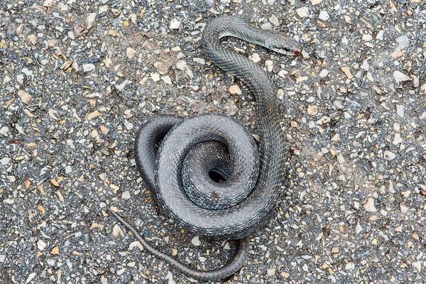 Aesculapian snake on the asphalt. A non-venomous snake on the road.