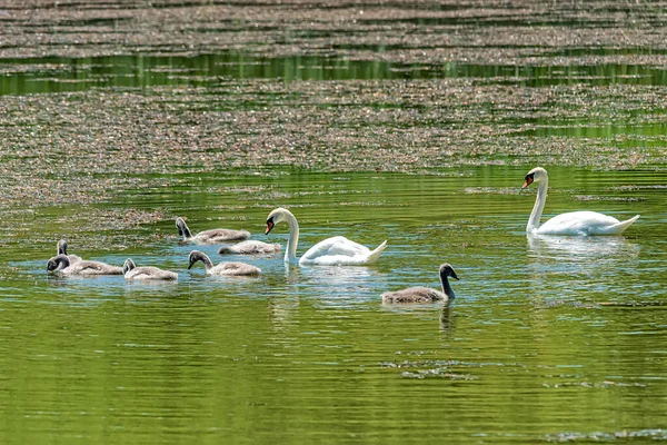 Family Swans Mother Father Babies Shoreline Nature Swan Family Chicks — Stock Photo, Image