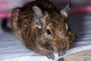 Küçük şirin gri fare Degu yakın plan. Ev hayatı için egzotik bir hayvan. Genel degu, Şili 'den gelen küçük bir histrikomorfin kemirgenidir..