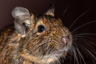 Küçük şirin gri fare Degu yakın plan. Ev hayatı için egzotik bir hayvan. Genel degu, Şili 'den gelen küçük bir histrikomorfin kemirgenidir..