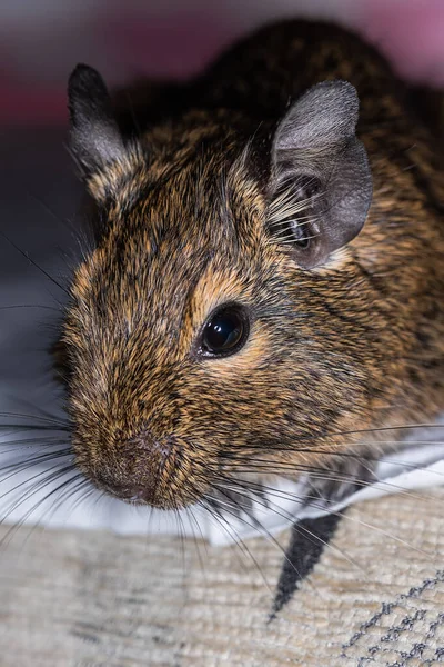 Küçük şirin gri fare Degu yakın plan. Ev hayatı için egzotik bir hayvan. Genel degu, Şili 'den gelen küçük bir histrikomorfin kemirgenidir..
