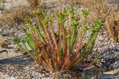 Bitki Euphorbia paralias, yaygın olarak Sea Spurge olarak bilinir..