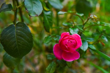 Pembe gül dalında büyüyor..