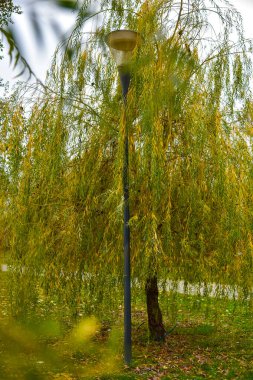 Kederli bir söğüt ağacı ve kalın dalların arasında duran bir sokak lambası.